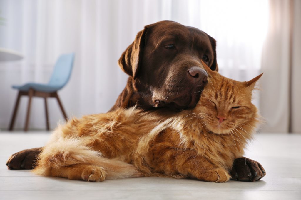 Brown lab and orange tabby cat snuggling together on floor in home